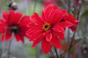 Dahlia Fantasie Vuur - afbeelding 4