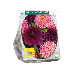 Dahlia Fantasie Vuur - afbeelding 1