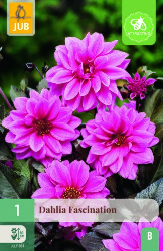 Dahlia fascination 1st