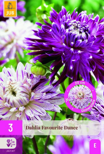 Dahlia favourite dance 3st