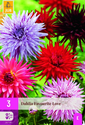 Dahlia favourite love 3st
