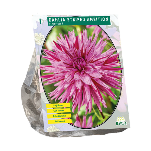Dahlia Fimbriata Gestreepte Ambition
