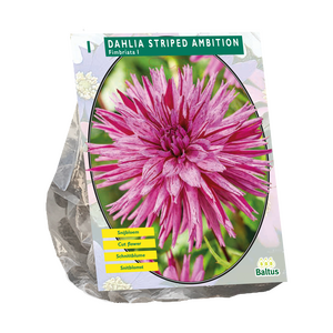 Dahlia Fimbriata Gestreepte Ambition