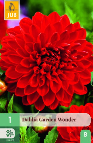 Dahlia garden wonder 1st