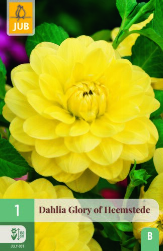 Dahlia glory of heemstede 1st