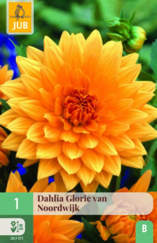 Dahlia glory of noordwijk 1st