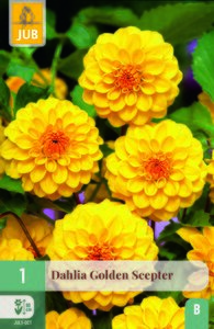 Dahlia golden scepter 1st