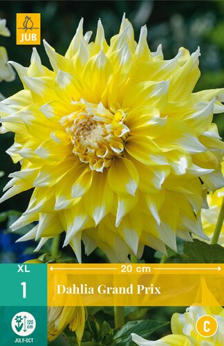Dahlia grand prix 1st