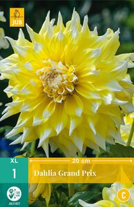 Dahlia grand prix 1st