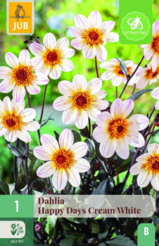Dahlia happy days cream white 1st