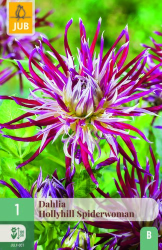 Dahlia hollyhill spiderwoman 1st