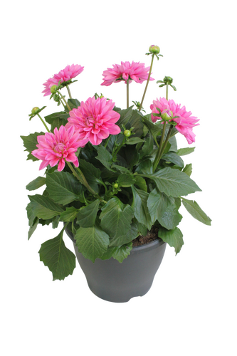 Dahlia, in 19cm-pot - afbeelding 1