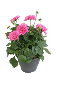 Dahlia, in 19cm-pot - afbeelding 1