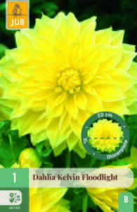 Dahlia kelvin floodlight 1st
