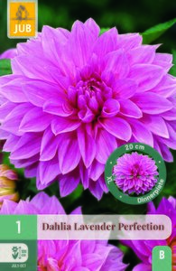 Dahlia lavender perfection 1st
