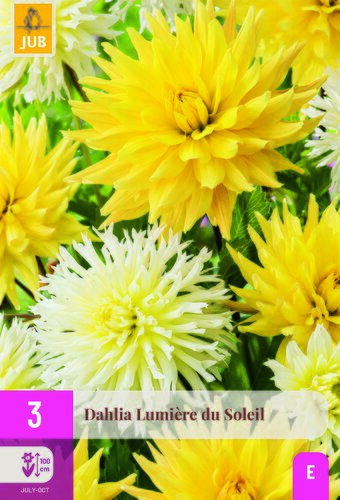 Dahlia lumiere du soleil 3st