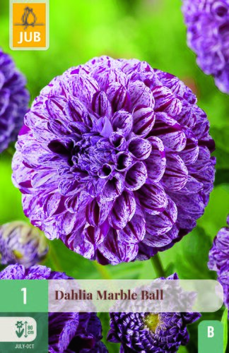 Dahlia marble ball 1st