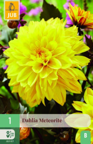 Dahlia meteorite 1st