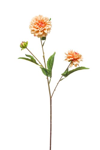 Dahlia mini spray x3 peach 68cm