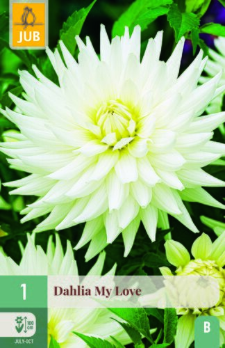Dahlia my love 1st
