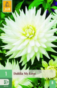 Dahlia my love 1st