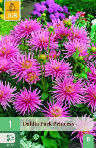Dahlia park princess 1st
