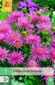 Dahlia park princess 1st