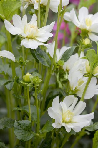 Dahlia Pastel Mix - afbeelding 6