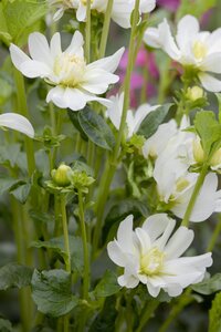 Dahlia Pastel Mix - afbeelding 6