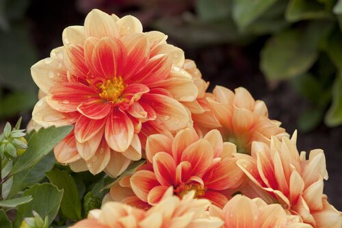 Dahlia Pastel Mix - afbeelding 2