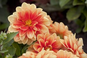 Dahlia Pastel Mix - afbeelding 2