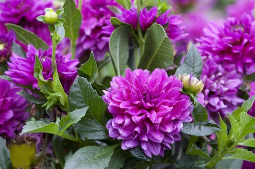 Dahlia Pastel Mix - afbeelding 3
