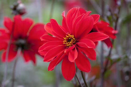 Dahlia Pastel Mix - afbeelding 4