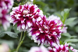 Dahlia Pastel Mix - afbeelding 5