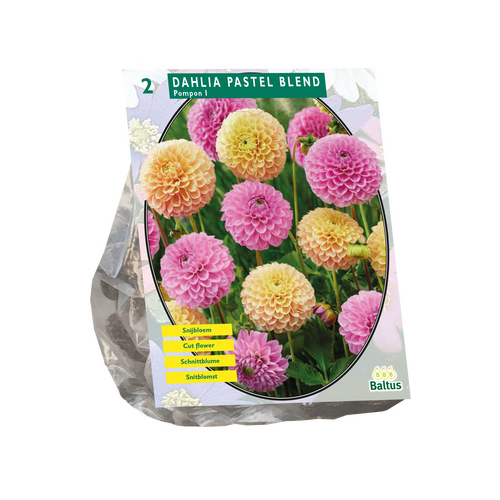 Dahlia Pastel Mix - afbeelding 1