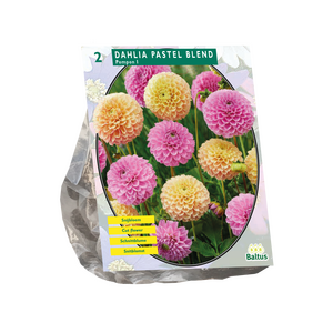 Dahlia Pastel Mix - afbeelding 1