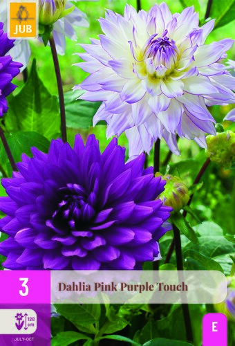 Dahlia pink purple touch 3st