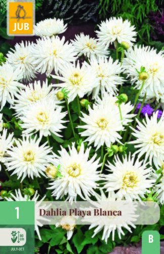 Dahlia playa blanca 1st