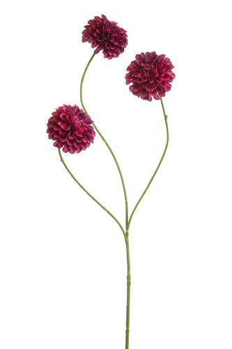 Dahlia pompom mini spray x3 beauty 68cm