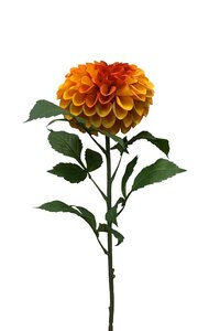 Dahlia pompon spray orange 74cm