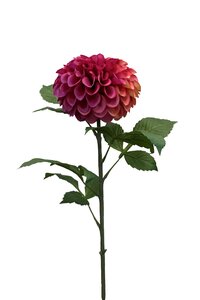 Dahlia pompon spray tt pink 74cm