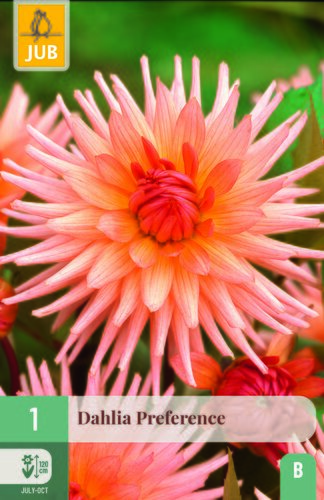 Dahlia preference 1st