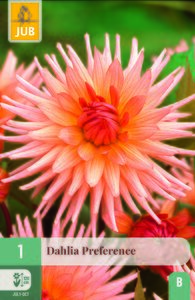 Dahlia preference 1st