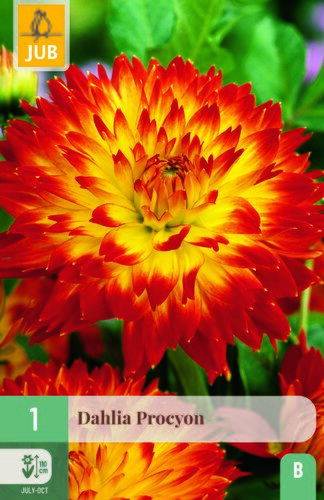 Dahlia procyon 1st
