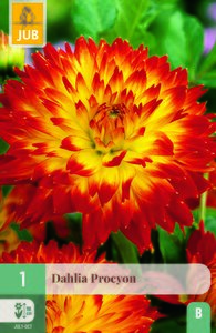 Dahlia procyon 1st