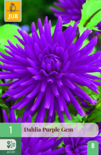Dahlia purple gem 1st