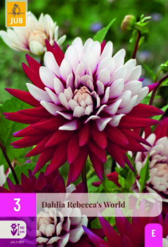 Dahlia rebeccas world 3st