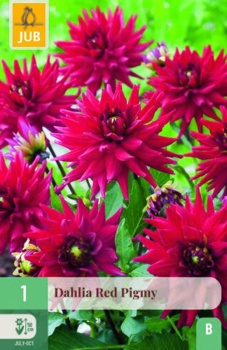Dahlia red pigmy 1st