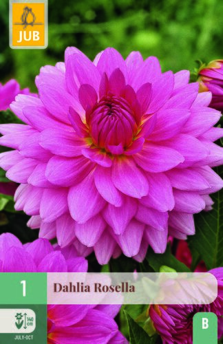 Dahlia rosella 1st