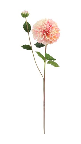 Dahlia Roze 63 cm